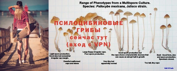 ешки Алзамай